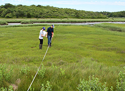 Salt marsh research