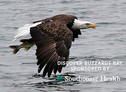 bald eagle flying with a fish