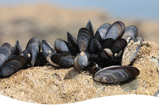 blue mussels on a rock