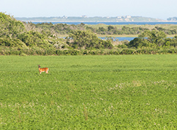 Allens Pond coastal farmland